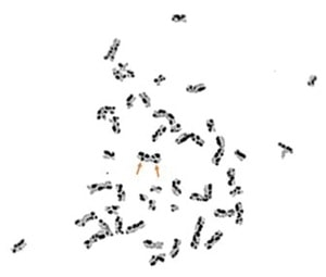 Almendra et al.