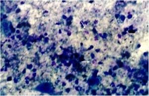 Brito et al.