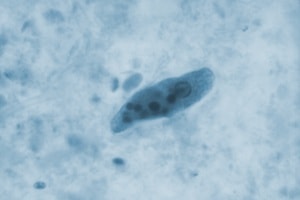 CDC / Dr. Green