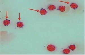 Cai et al.