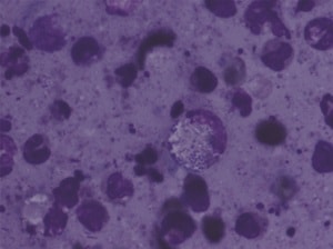 Hajare et al.