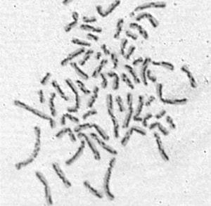 Killen et al.