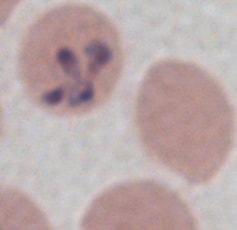 Lobo et al.