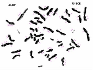 Masmoudi et al.
