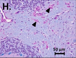 Reddy et al.