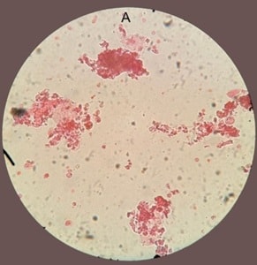 Saadia et al.