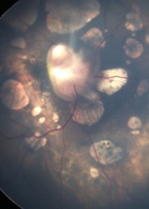 Sharma et al.
