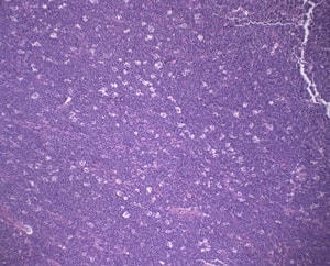 Smith et al.