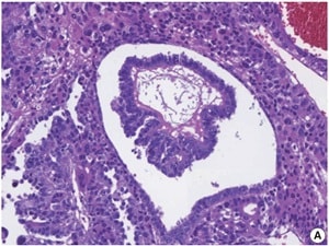 Sung et al.