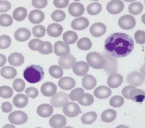 Varón et al.