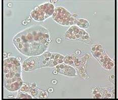 Villegas-Gómez et al.